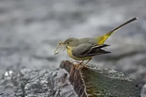 Grey Wagtail - female with nest material in beak, Lower Saxony, Germany