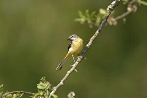 Grey Wagtail - Female perched on branch