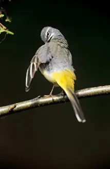 Wagtails Prints: Grey Wagtail - female preening itself