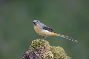 Grey Wagtail - Female standing on moss covered wood