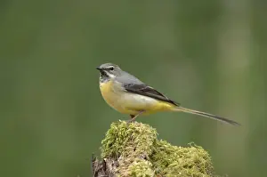 Grey Wagtail - Female standing on moss covered wood