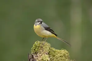 Grey Wagtail - Female standing on moss covered wood