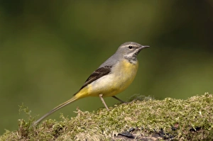 Images Dated 26th April 2007: Grey Wagtail - Female standing on moss covered wood