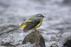 Grey Wagtail - male courtship displaying on rock in hill stream