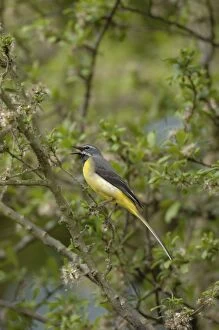 Grey Wagtail - Male perched on branch singing