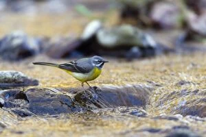 Images Dated 19th March 2012: Grey Wagtail - male searching for food on hill stream