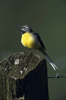 Grey Wagtail - Male singing in breeding territory