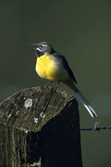 Images Dated 22nd June 2006: Grey Wagtail - Male singing in breeding territory Hessen, Germany