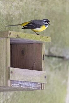 Images Dated 17th March 2012: Grey Wagtail - male singing above nesting box under