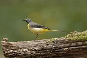 Images Dated 26th April 2007: Grey Wagtail - Male standing on log