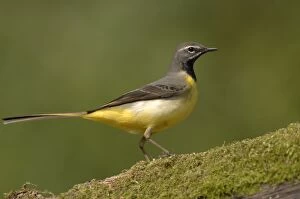 Grey Wagtail - Male standing on moss covered wood