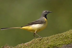Images Dated 26th April 2007: Grey Wagtail - Male standing on moss covered wood