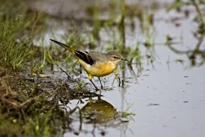 Grey Wagtail - standing at waters edge