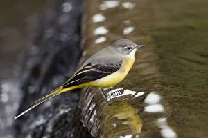 Images Dated 7th October 2013: Grey Wagtail - in water