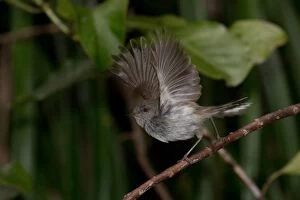 Grey Warbler - wings raised - In forest in the Waitakere