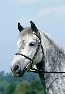 Images Dated 9th August 2007: Grey Welsh Pony