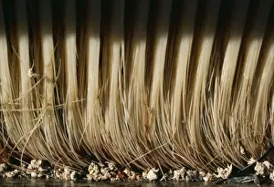 Baleen Prints: Grey Whale Baleen, hang from upper part of the mouth