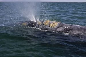 Images Dated 13th February 2009: Grey Whale - blowing - San Ignacio Lagoon - Baja California - Mexico