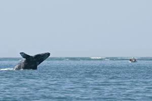 Breaching Gallery: Grey Whale - breaching - leaping out of the water