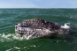 Baja California Gallery: Grey Whale  calf