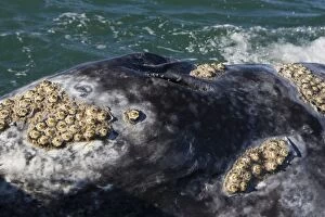 Images Dated 13th February 2009: Grey Whale - San Ignacio Lagoon - Baja California - Mexico