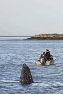 Baleen Gallery: Grey Whale - spy-hopping