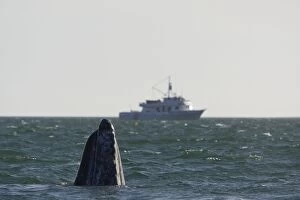 Images Dated 13th February 2009: Grey Whale - spy-hopping - San Ignacio Lagoon - Baja California - Mexico