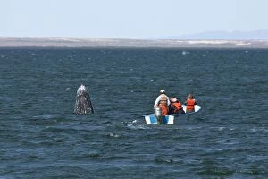Grey Whale - spyhopping with whale watchers