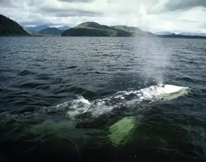 Breathing Prints: Grey Whale - surfacing - Vancouver Island - B. C. Canada AU-1485