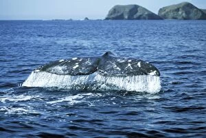 Grey Whale - Tail