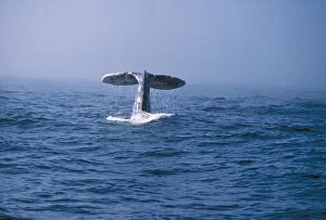 Fluke Gallery: Grey Whale - tail appearing above water