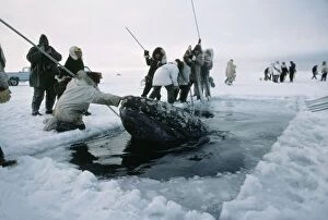 Rescue Gallery: GREY WHALE - trapped in ice