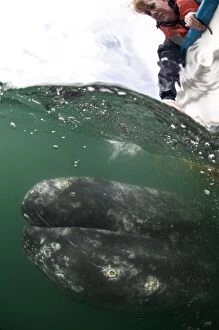 Grey Whale - underwater - with whale watcher