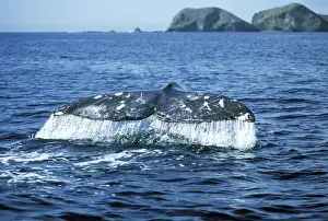 Mexico Prints: Grey Whale WAT 6202 Tail Eschrichtius robustus © M. Watson / ardea. com