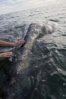 Baleen Gallery: Grey Whale - Whale-watcher touching friendly whale