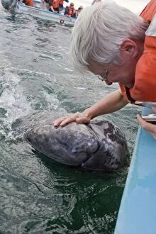 Images Dated 14th February 2009: Grey Whale - Whale-watcher tourist touching friendly calf