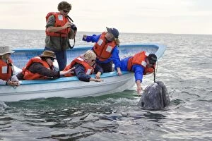 Baleen Gallery: Grey Whale - Whale-watcher tourist touching friendly calf