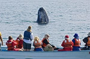 Grey Whale - with whale watchers