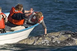 Images Dated 16th February 2006: Grey Whale - with whale watchers