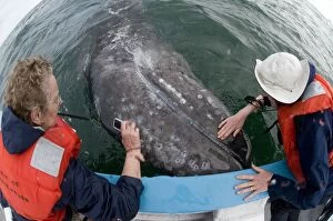 Images Dated 15th April 2009: Grey Whale - with whale watchers
