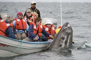 Images Dated 15th April 2009: Grey Whale - with whale watchers