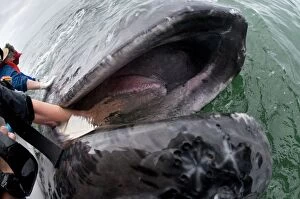 Baleen Gallery: Grey Whale - with whale watchers - hand in mouth