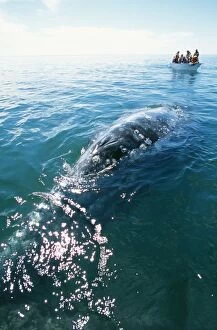 Baleen Gallery: Grey Whale - Whale watching
