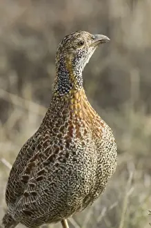 Grey-winged Francolin - Adult. Feeds on invertebrates, tubers, rhizomes and bulbs. Endemic in South Africa and Lesotho. Inhabits montane grasslands. Mountain Zebra National Park, Eastern Cape, South Africa