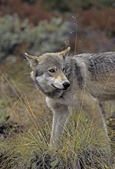 Grey Wolf - August