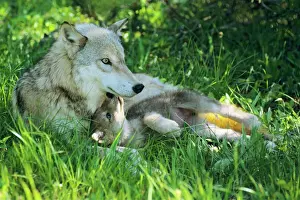 Love Prints: Grey wolf (Canis lupus) mother with young pup lying in grass. June