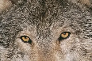 Halloween Prints: Grey Wolf CLA 2 Close up of eyes Canis lupus © Mary Clay / ARDEA LONDON