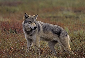 Grey Wolf - female, August, fall tundra Grey Wolf - female, August, fall tundra