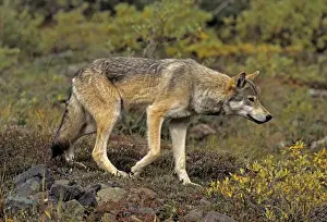 Stalking Prints: Grey Wolf, female, stalking, August, Denali NP, Alaska, North America