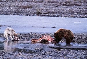 Grey Wolf & Grizzly Bear feeding on opposite ends